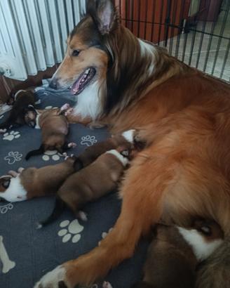 Disponibili cuccioli pastore scozzese