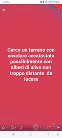 Lucera