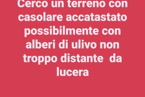 Lucera