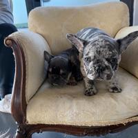 Bulldog francese