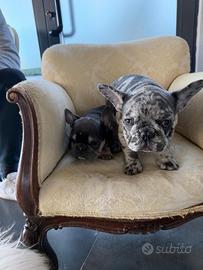 Bulldog francese