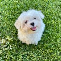 Cuccioli di Maltese con Pedigree