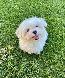 Cuccioli di Maltese con Pedigree