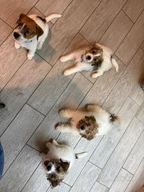 Cuccioli jack Russell terrier