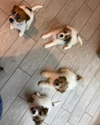 Cuccioli jack Russell terrier