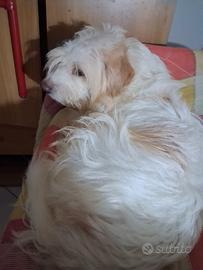 Cuccioloni in addozione