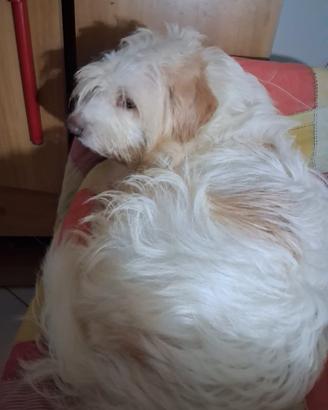 Cuccioloni in addozione