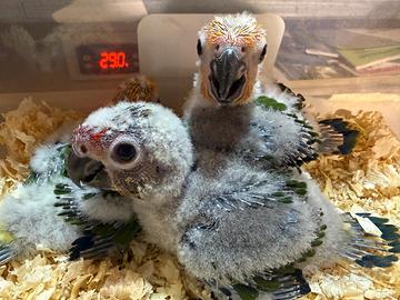 Pulli conuro Jandaya