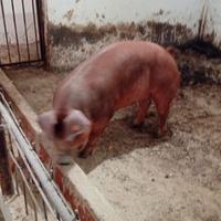 Magroni Duroc