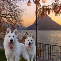 Cuccioli pastore svizzero