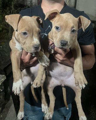Cucciole pitbull (mckci)