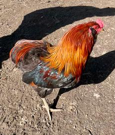Gallo Araucana