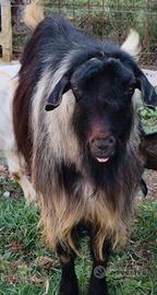 becco caprone capra 
