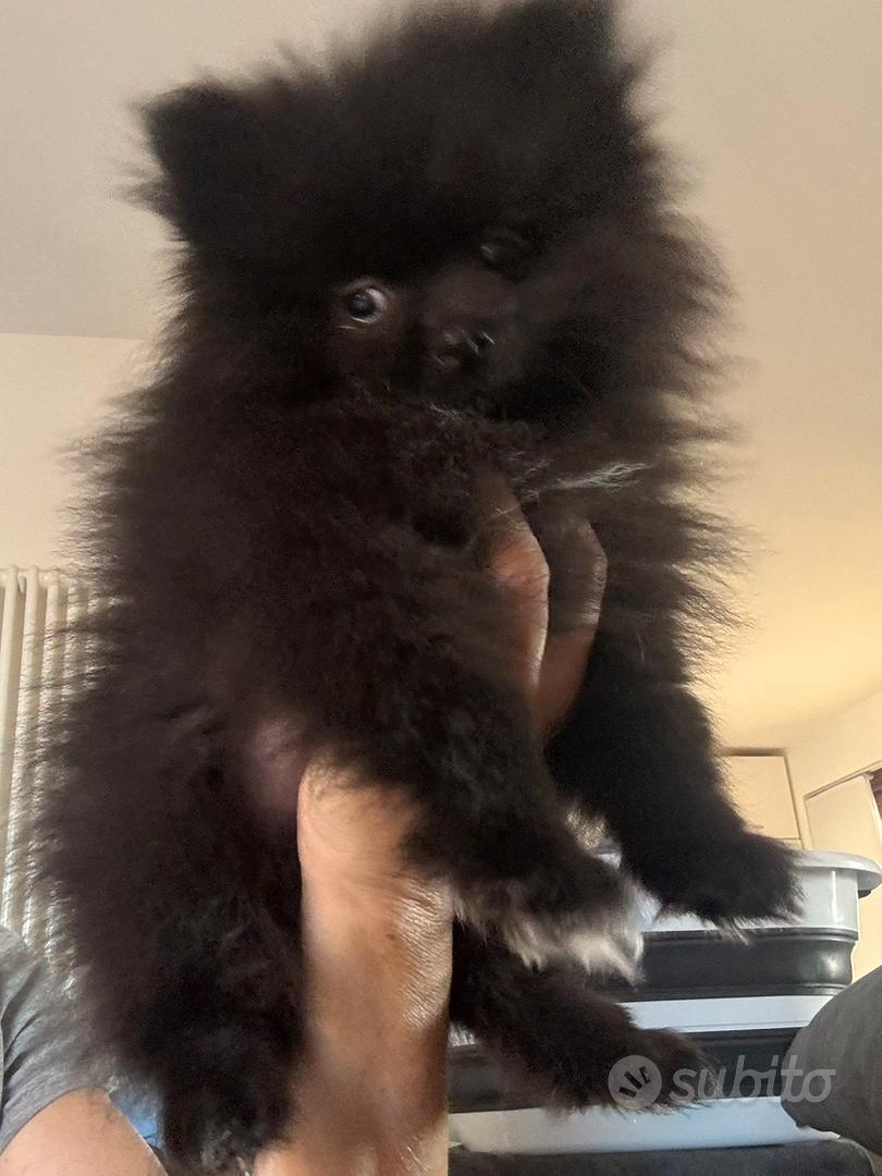 Cucciolo Pomerania Toy pedigree ENCI - Animali In vendita a Roma