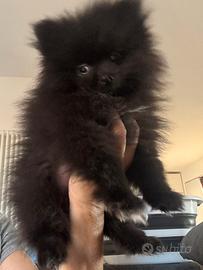 Cucciolo Pomerania Toy pedigree ENCI