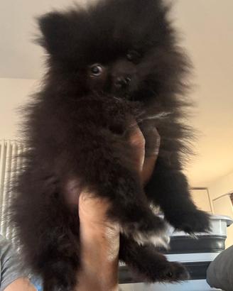 Cucciolo Pomerania Toy pedigree ENCI