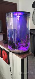 acquario Biorb 
