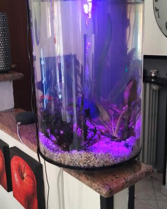 acquario Biorb 