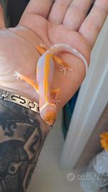 Geco leopardino