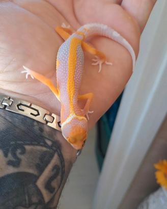 Geco leopardino