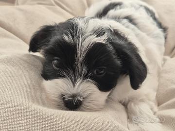 Cuccioli di Bichon Havanais con pedigree Enci