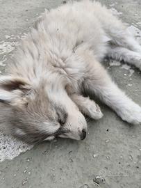 Husky Siberian Cuccioli