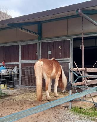 Box cavalli nord piave