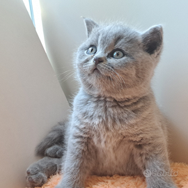 Maschietto british shorthair