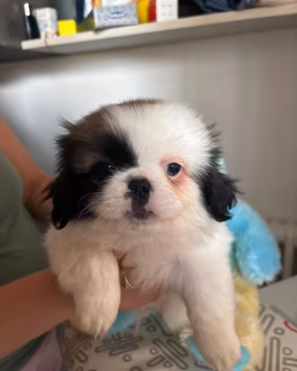 Cuccioli di Pechinese