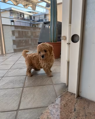 Maltipoo