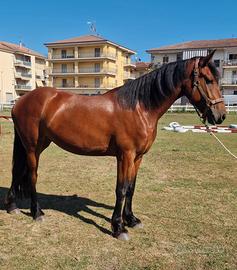 Puledra di 2 anni e 8 mesi