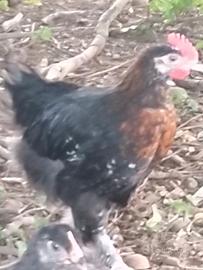 Marans