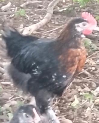Marans