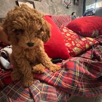 Disponibile alla vendita barboncina toy red