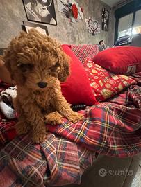 Disponibile alla vendita barboncina toy red