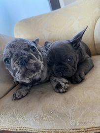 Bulldog Francese