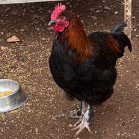 Gallo marans giovane