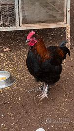 Gallo marans giovane