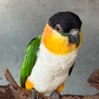 Caicco testa nera Pionites Melanocephalus