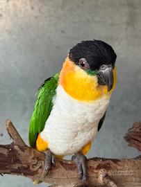 Caicco testa nera Pionites Melanocephalus