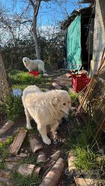 Cane Pastore Abruzzese