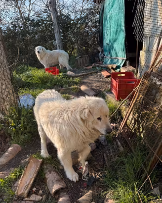 Cane Pastore Abruzzese