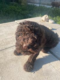 Cucciolo lagotto maschio pedigree