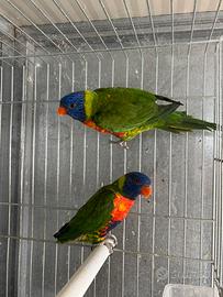 Lori moluccano pappagallo femmina 2025