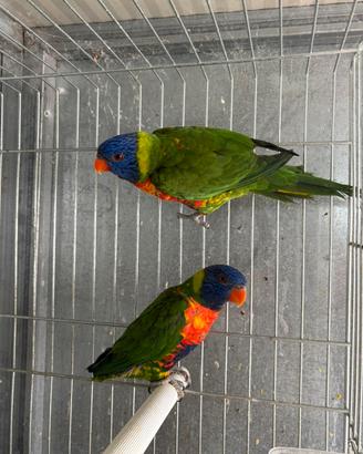 Lori moluccano pappagallo femmina 2025