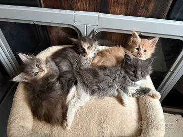 Cuccioli Maine Coon