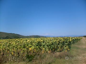 Terreno agricolo a Vicopisano (PI)