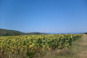 Terreno agricolo a Vicopisano (PI)