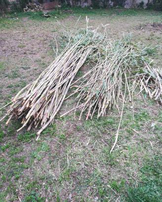 Canne bastoni supporto arrampicatura orto giardino