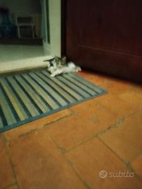 Gattine